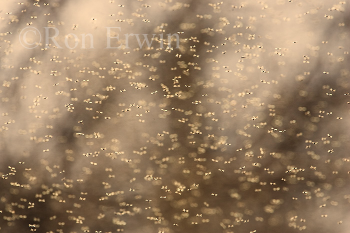 Midge Flies