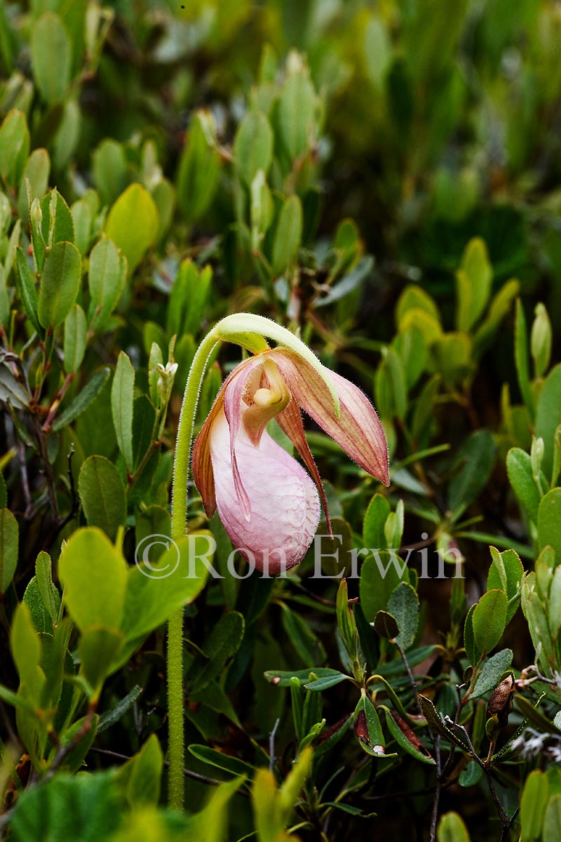Pink Moccasin Flower