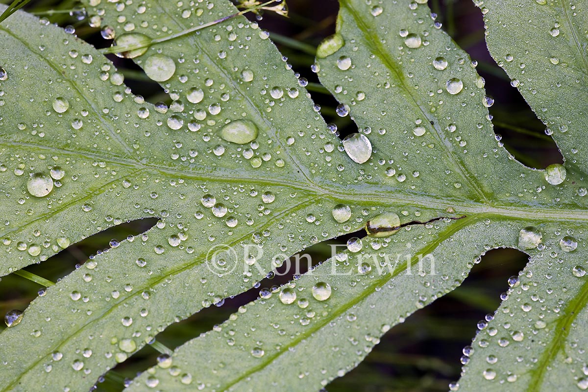 Droplets