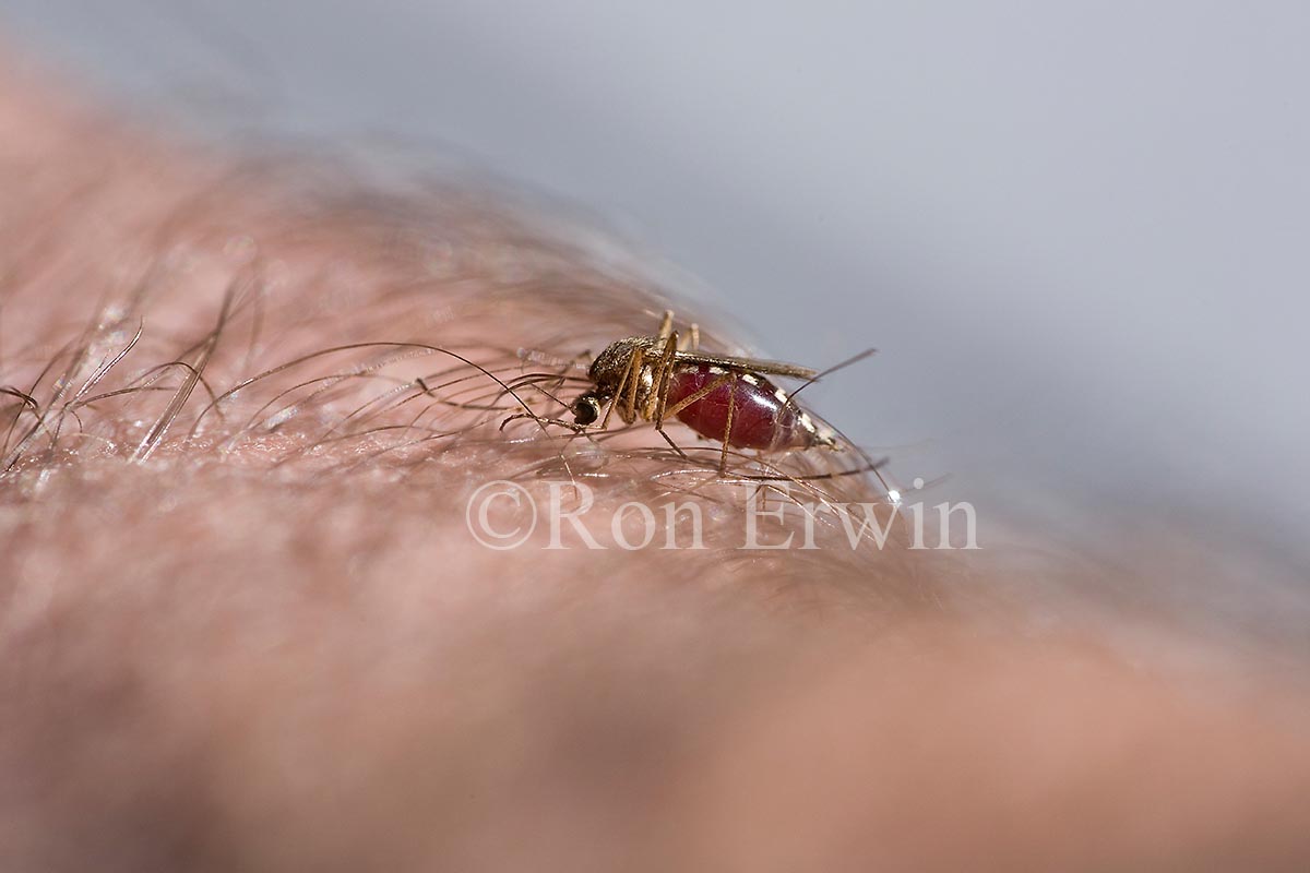Mosquito Feeding