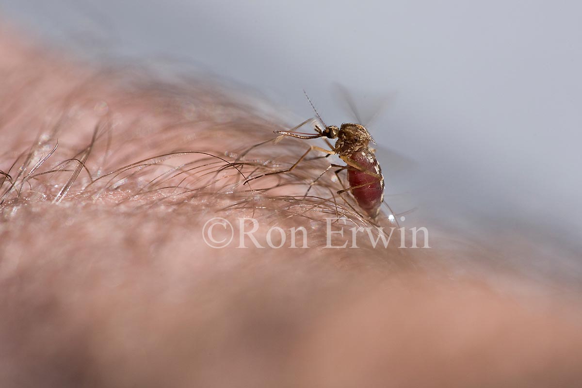 Mosquito Feeding