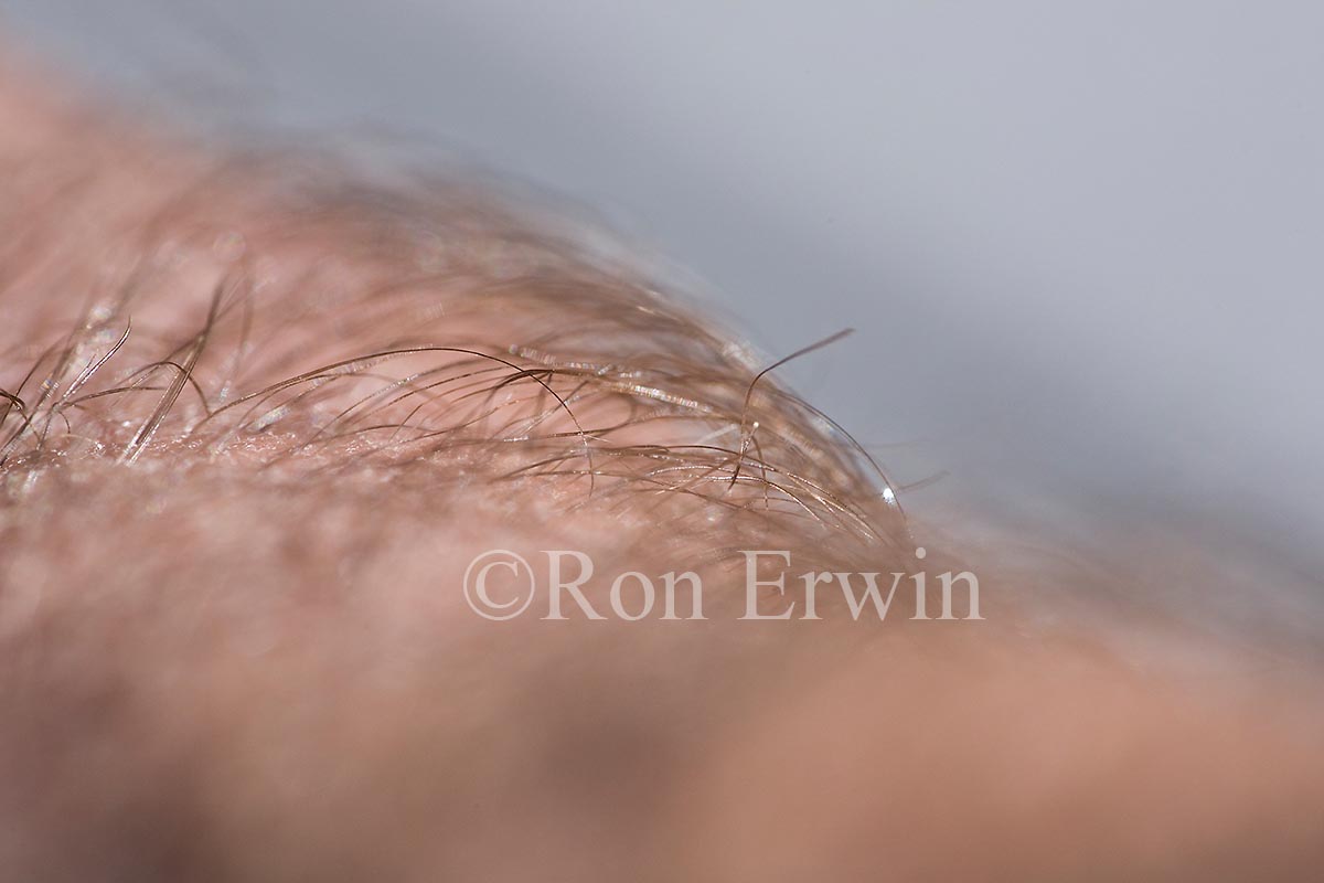 Hairy Hand