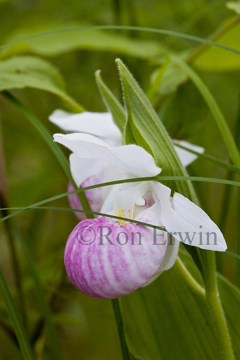 Showy Lady's Slipper