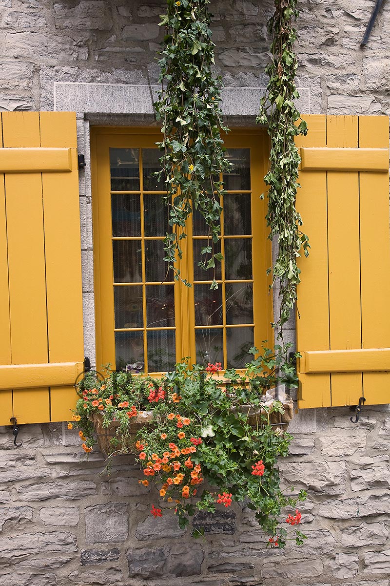 Yellow Shutters in Old Quebec