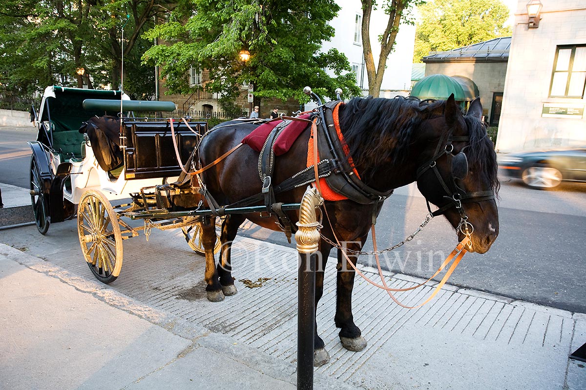 Horse Drawn Carriage, Quebec