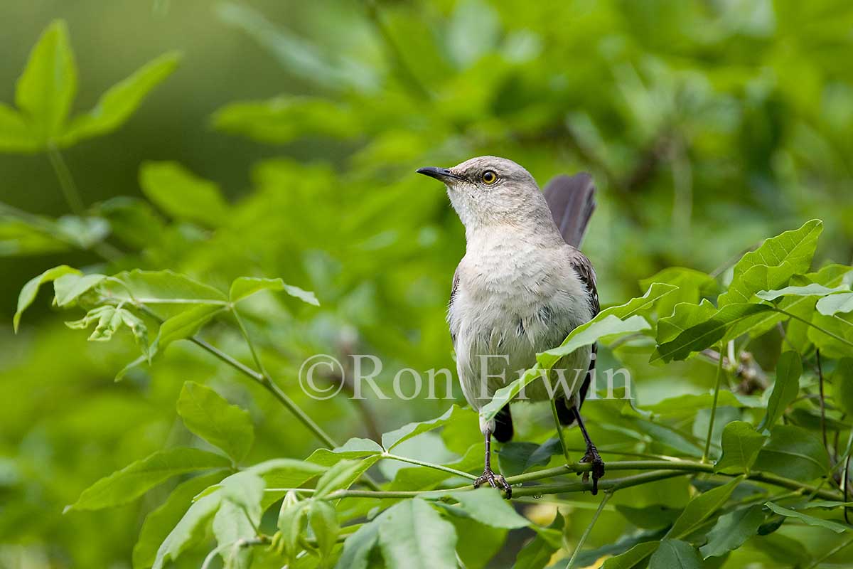 Northern Mockingbird