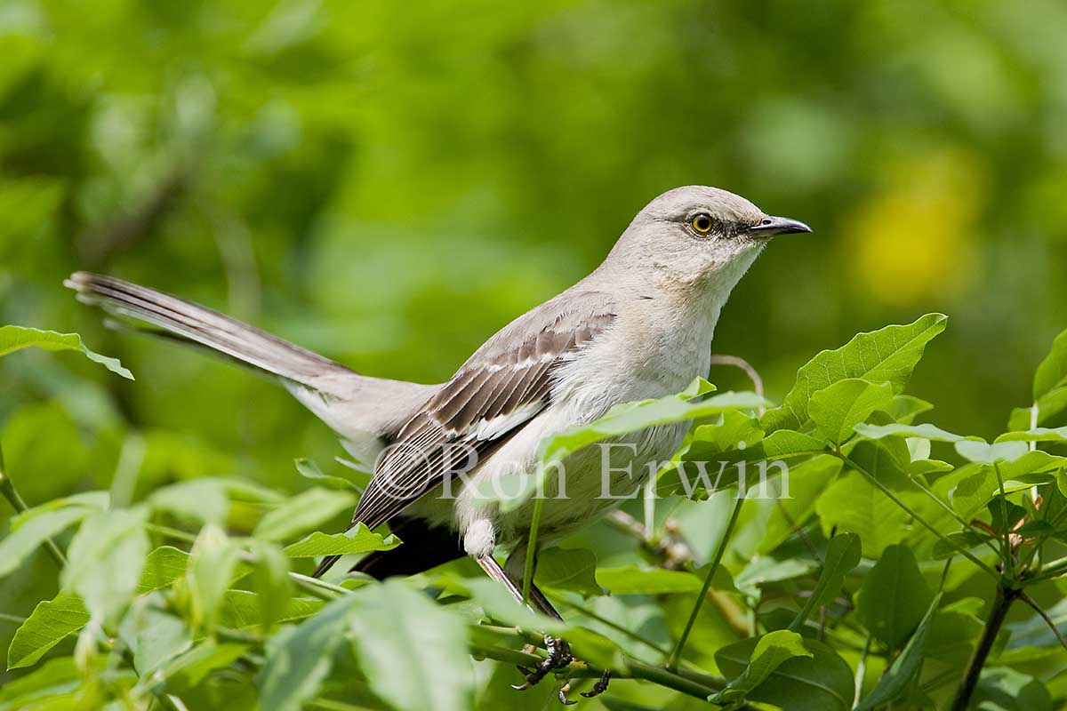 Northern Mockingbird