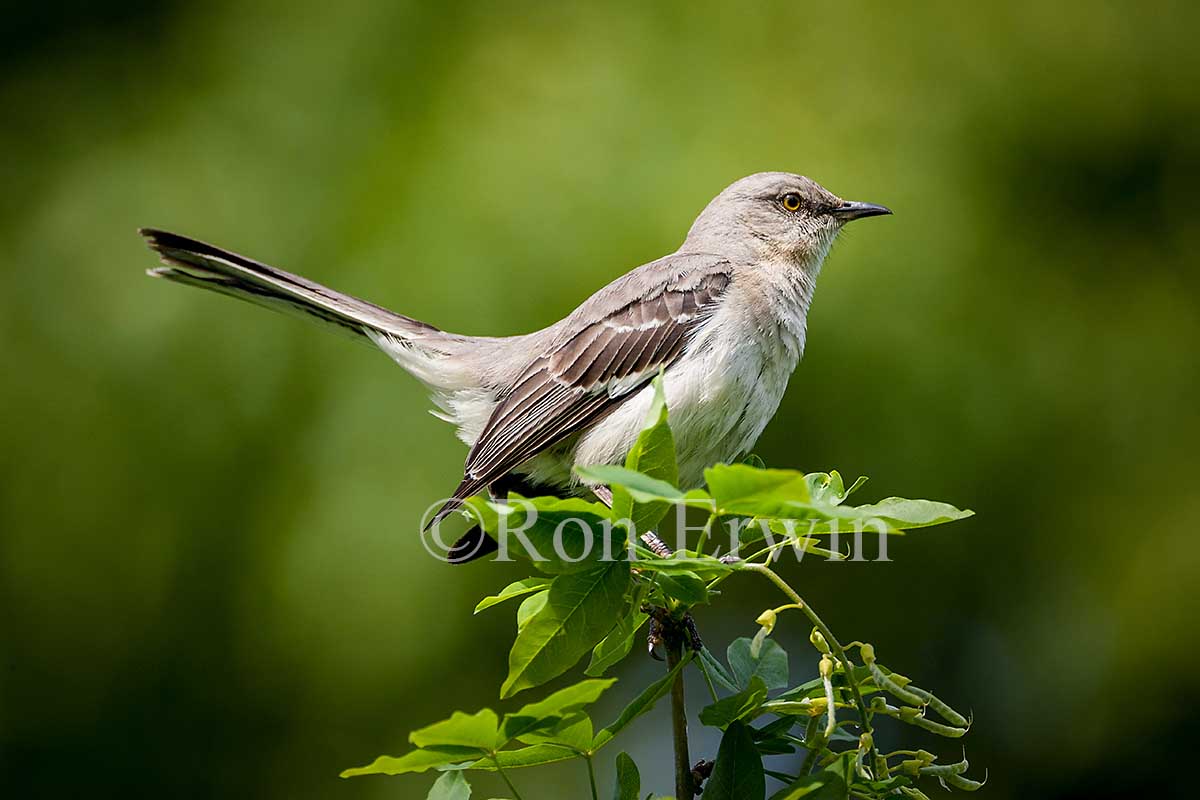 Northern Mockingbird