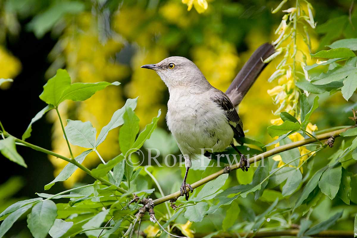 Northern Mockingbird