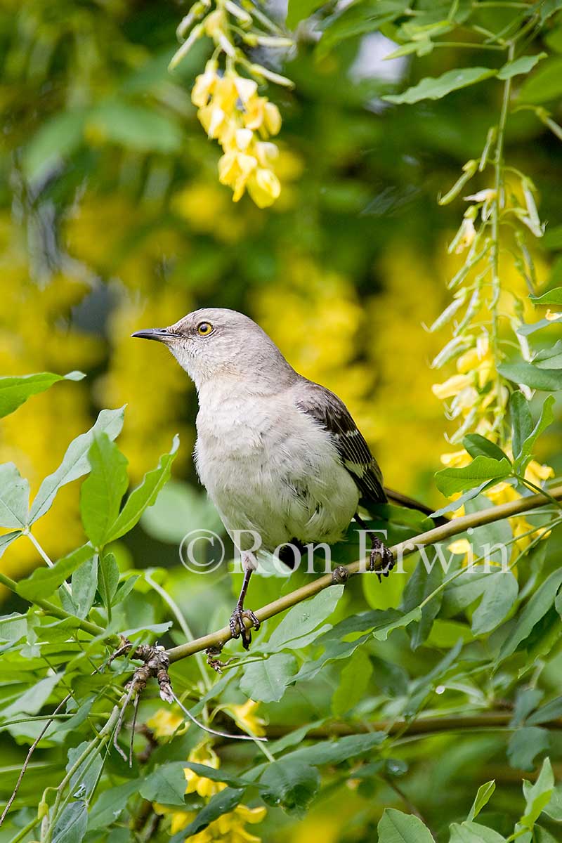 Northern Mockingbird