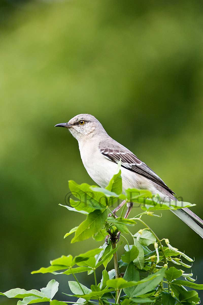 Northern Mockingbird