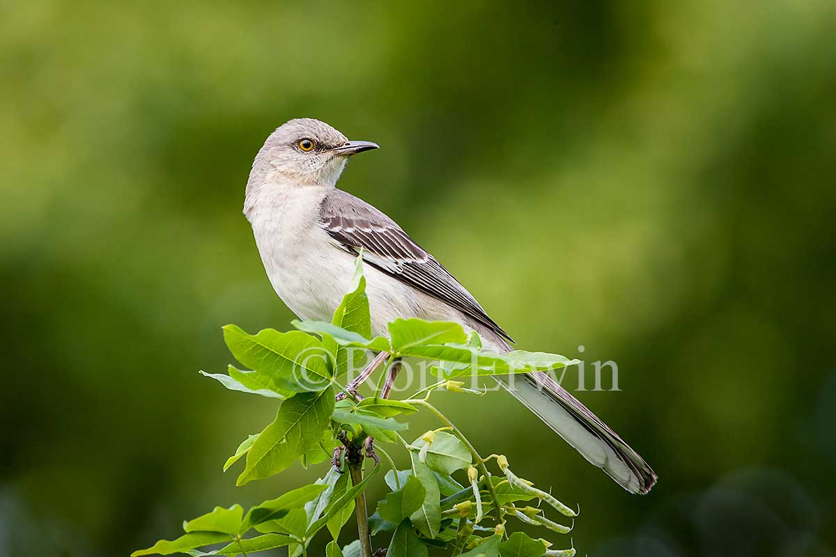 Northern Mockingbird