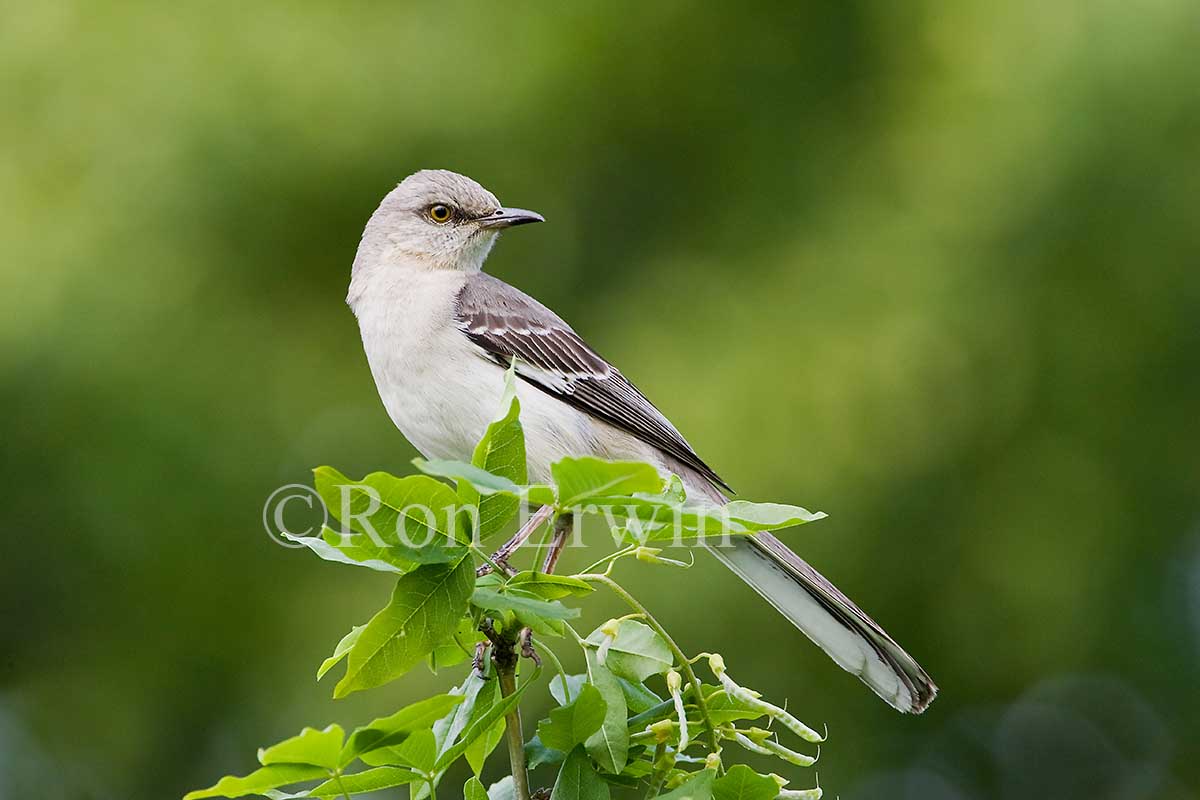Northern Mockingbird