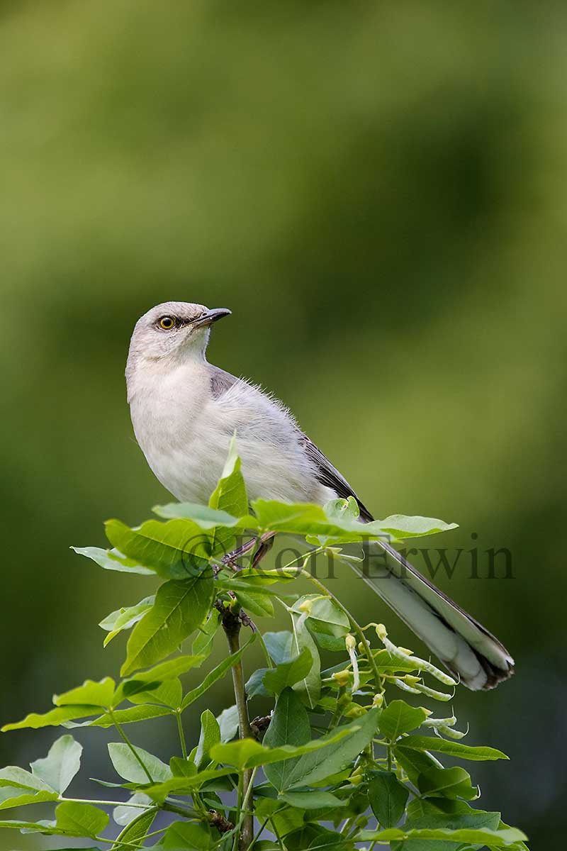 Northern Mockingbird