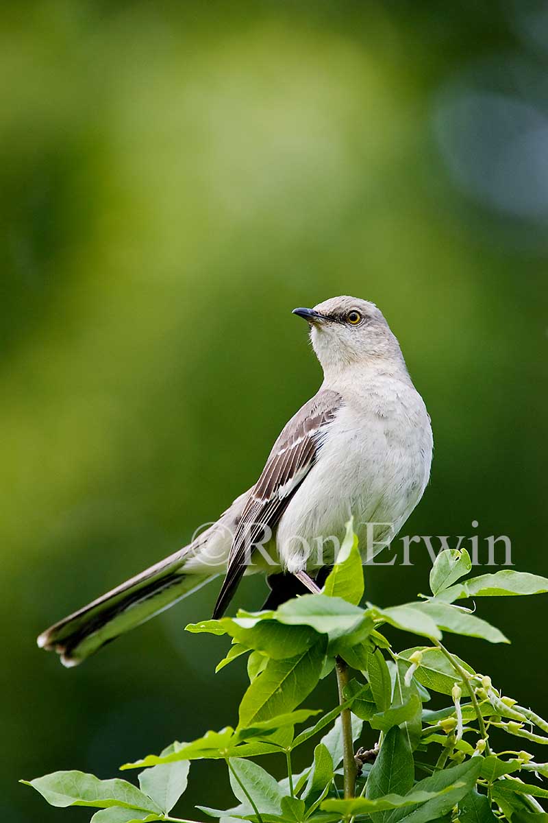 Northern Mockingbird