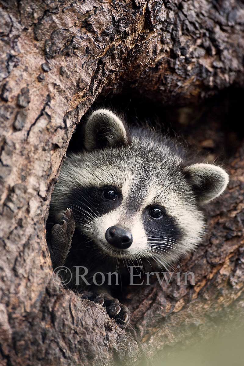 Raccoon in Tree Cavity