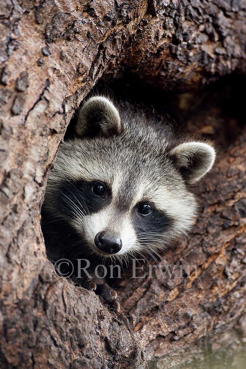 Raccoon in Tree Cavity