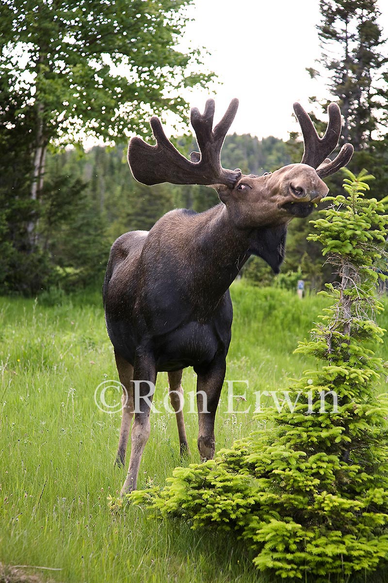 Bull Moose