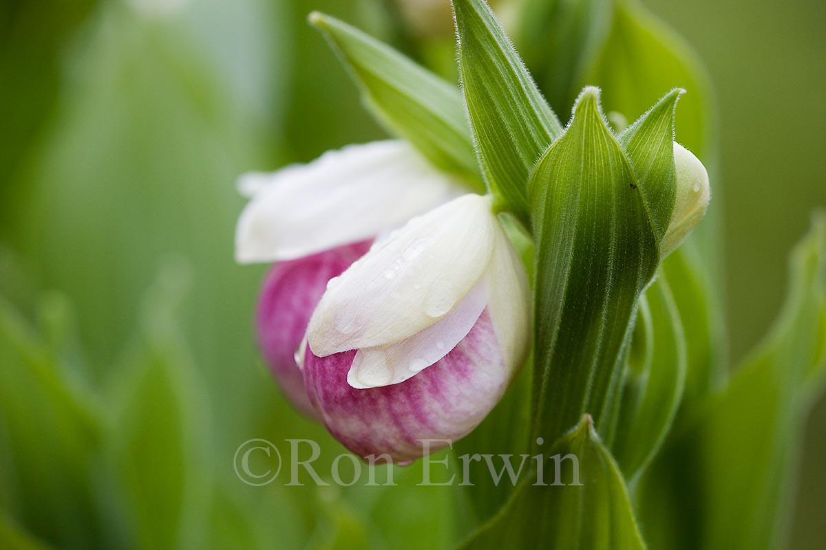 Showy Lady’s Slippers