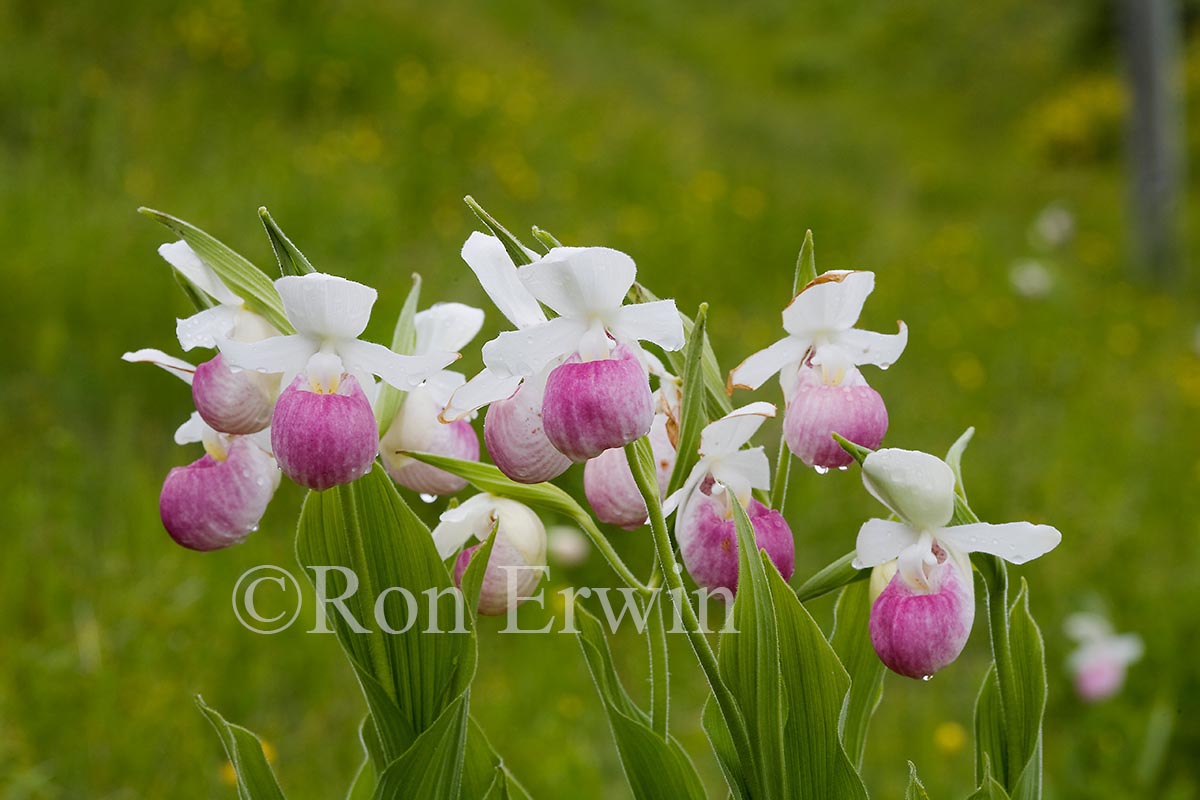 Showy Lady’s Slippers