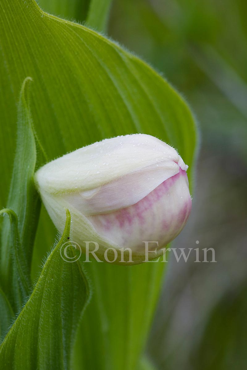 Showy Lady’s Slippers