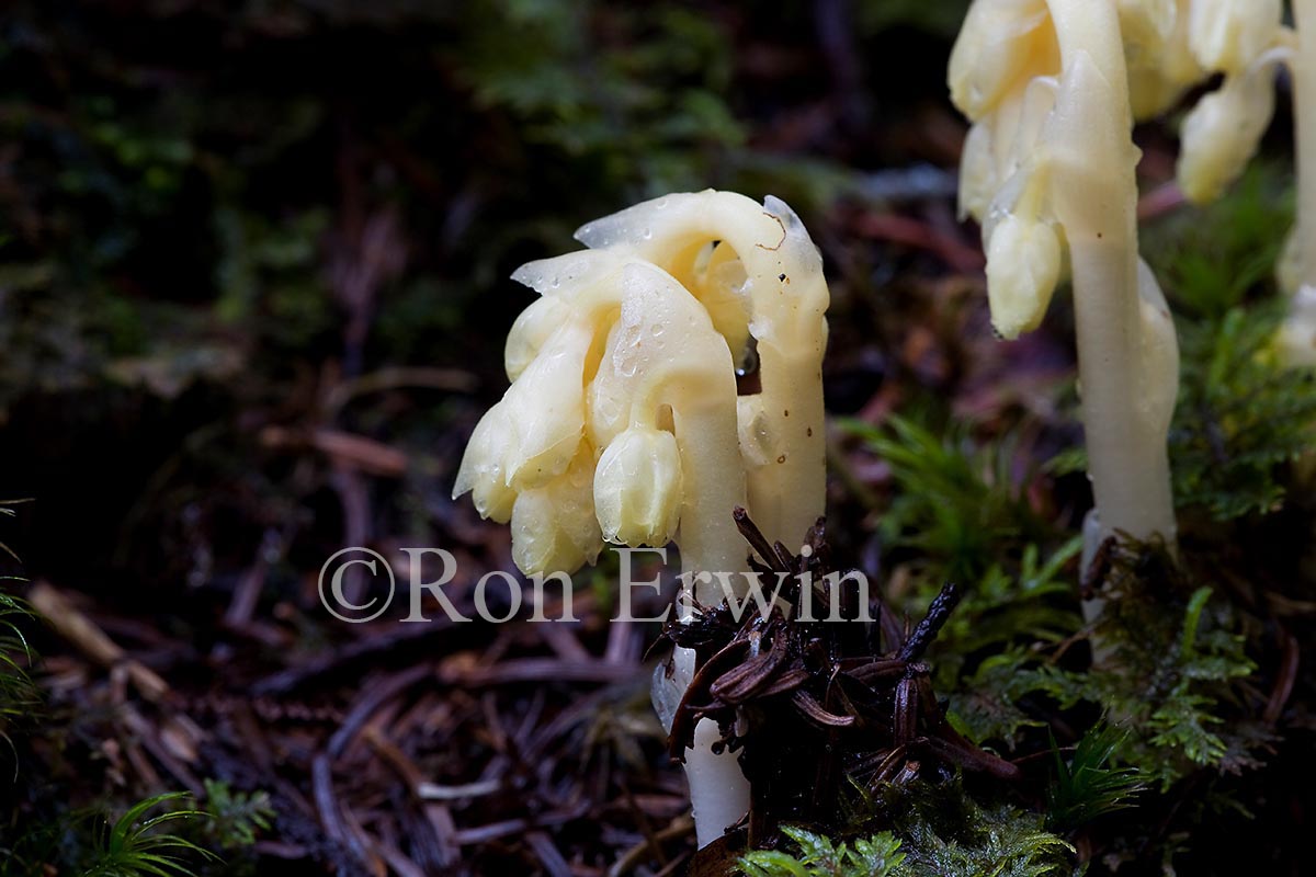 Pinesap or False Beech-drops