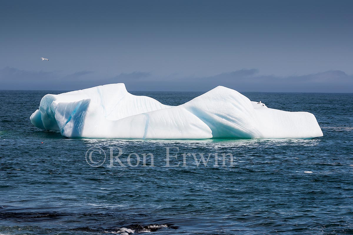 Icebergs, NL