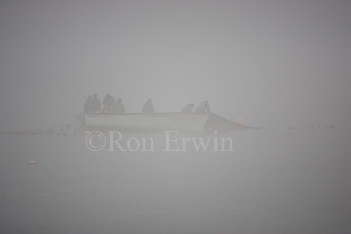 Capelin Fishing, Labrador