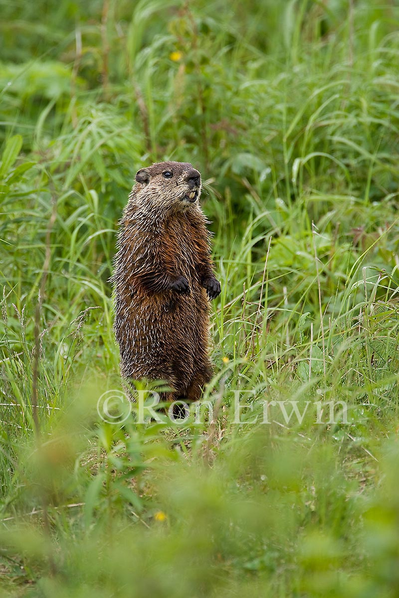 Groundhog