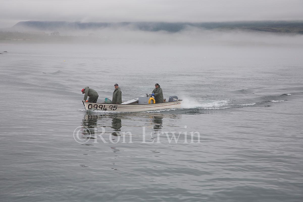 Capelin Fishing, Labrador