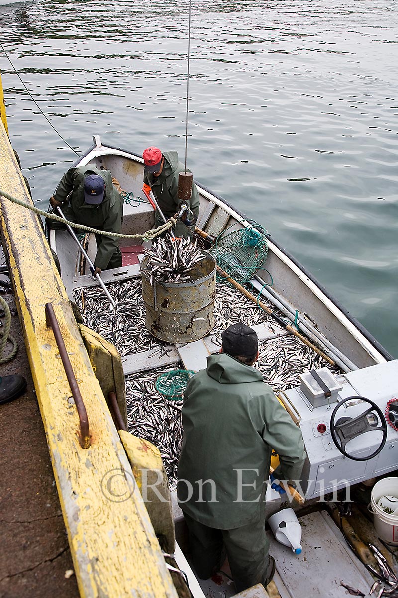 Capelin Fishing, Labrador