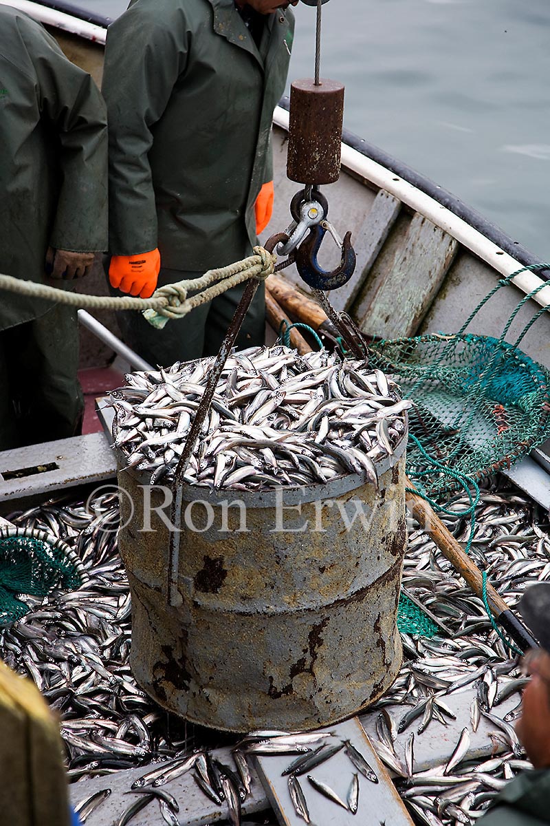 Capelin Fishing, Labrador