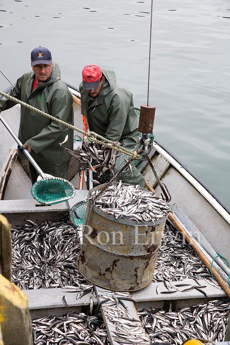 Capelin Fishing, Labrador