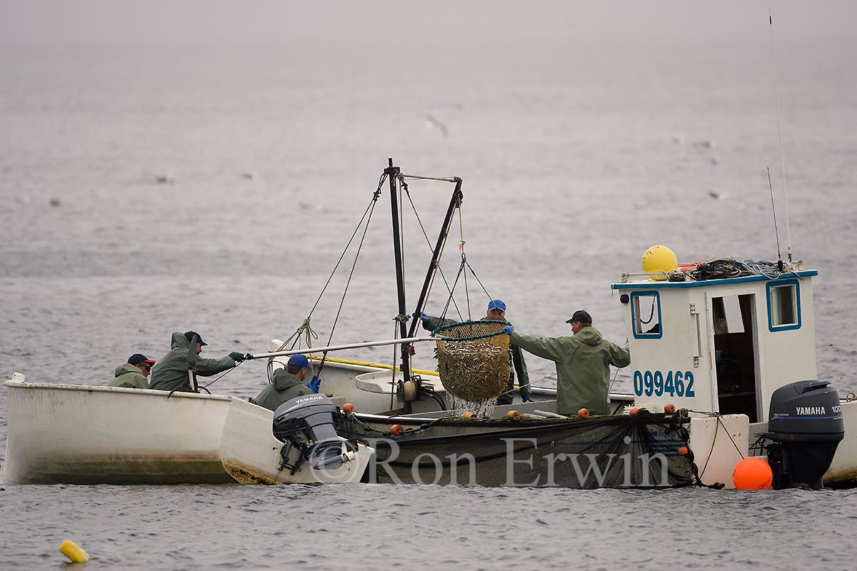 Capelin Fishing, Labrador