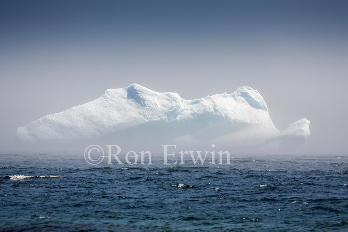 Labrador Iceberg