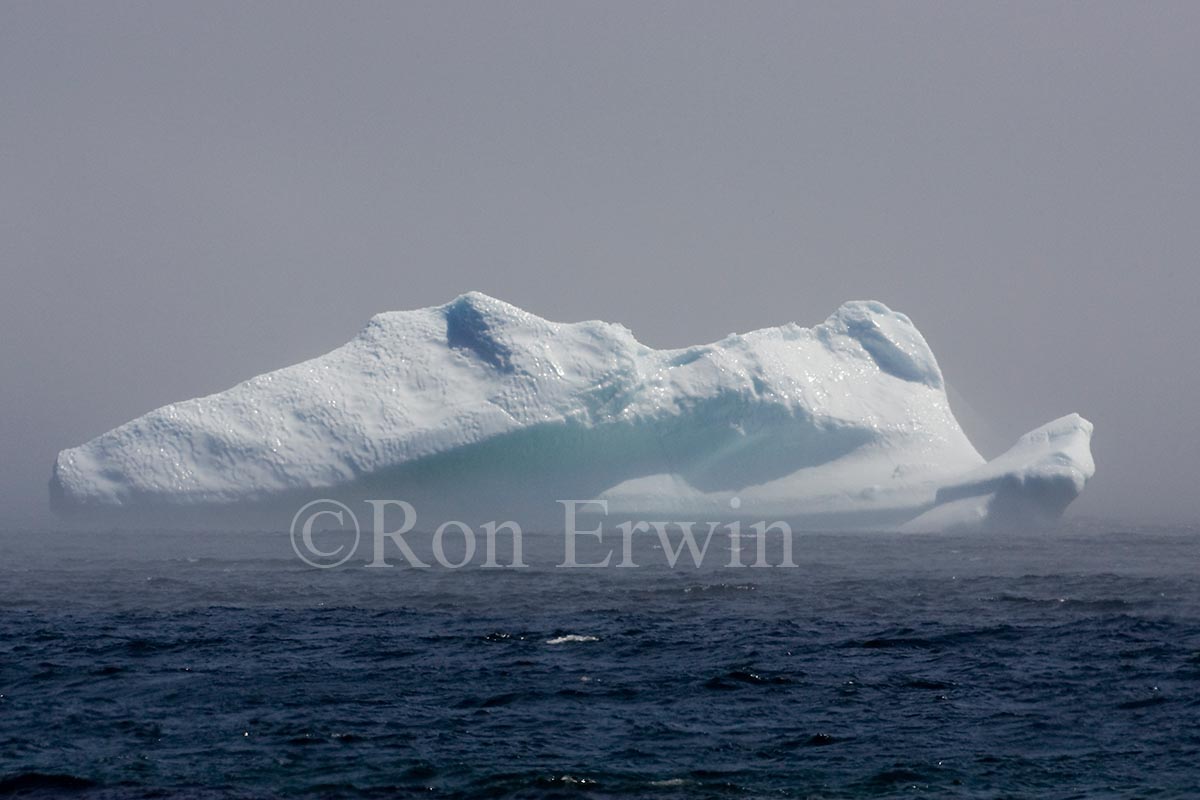 Labrador Iceberg