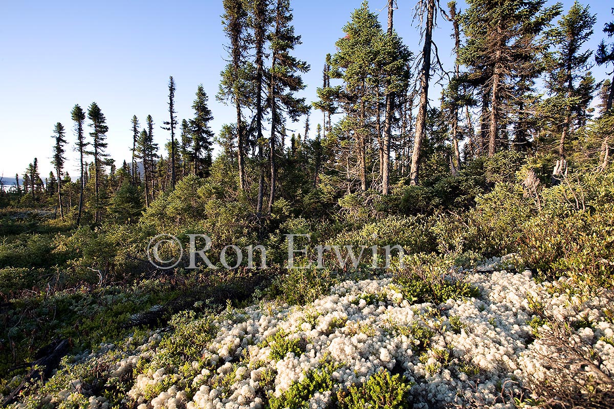 Boreal Forest, NL