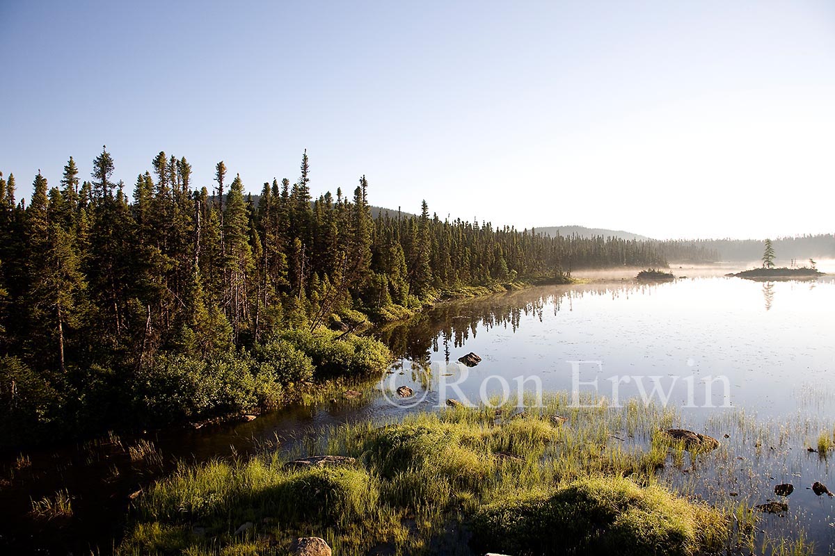 Boreal Forest, NL