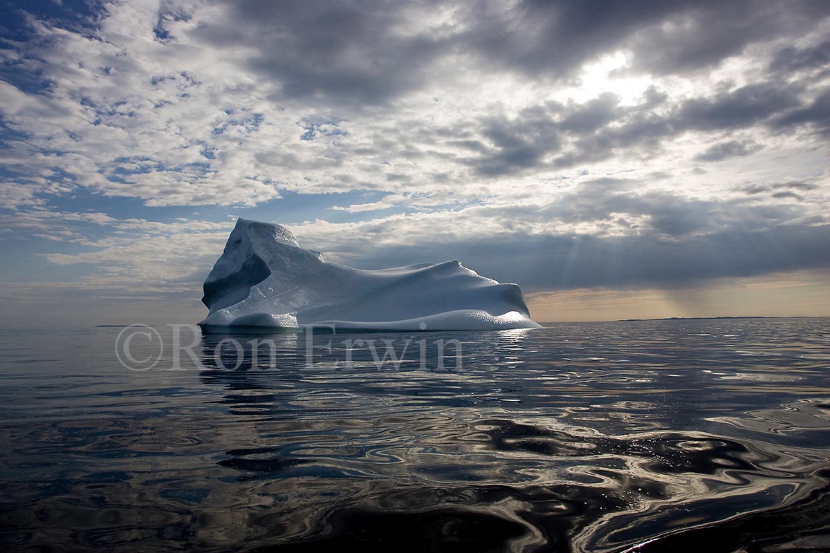Labrador Iceberg