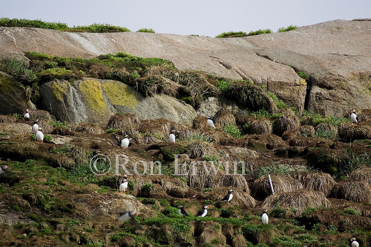 Atlantic Puffins