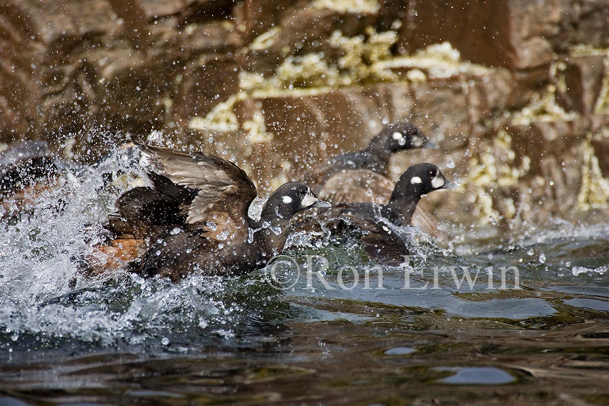 Harlequin Ducks