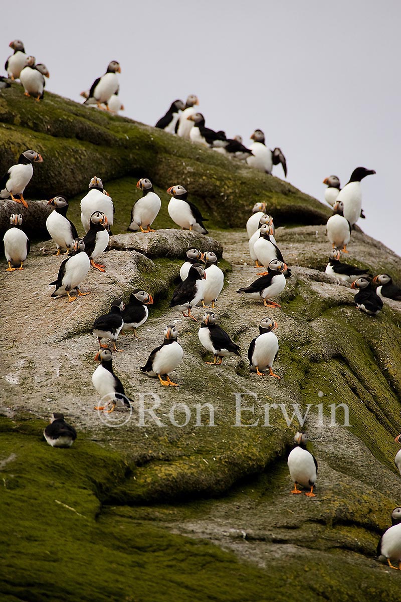 Atlantic Puffins