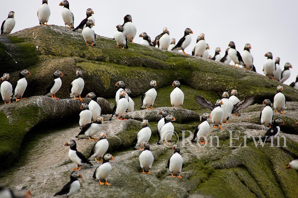 Atlantic Puffins
