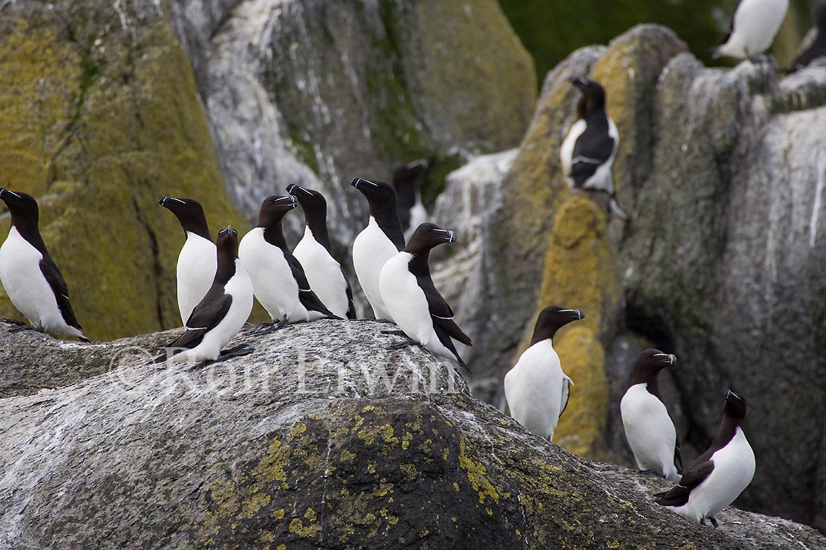 Razorbills
