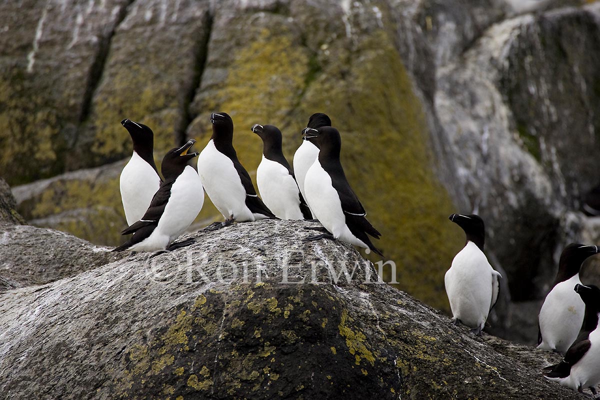 Razorbills