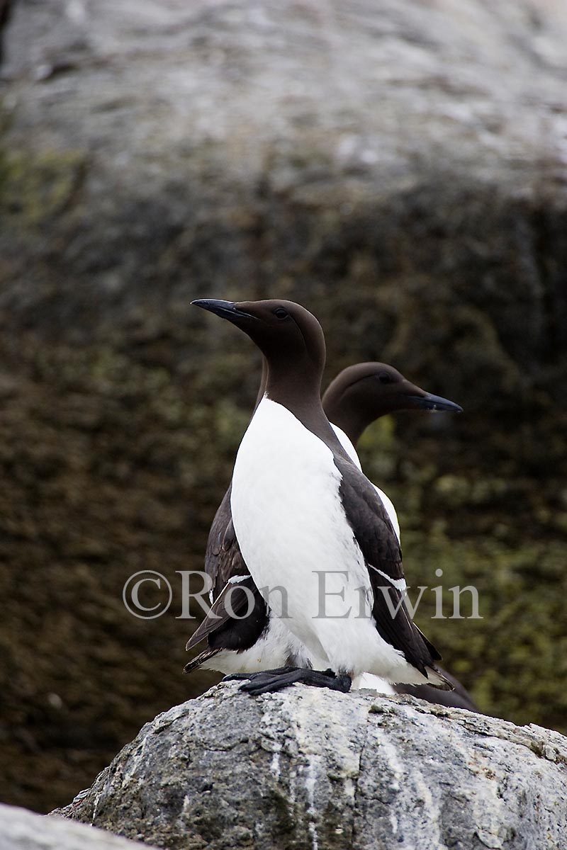 Common Murres