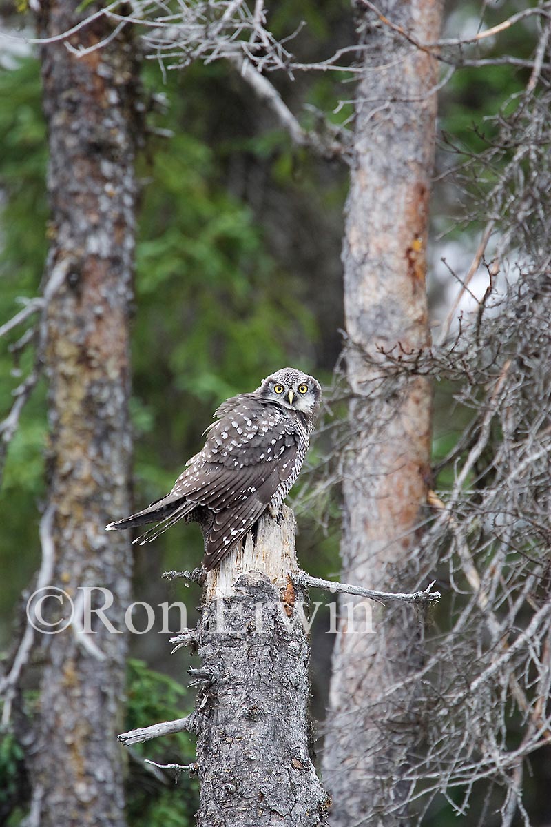 Northern Hawk Owl
