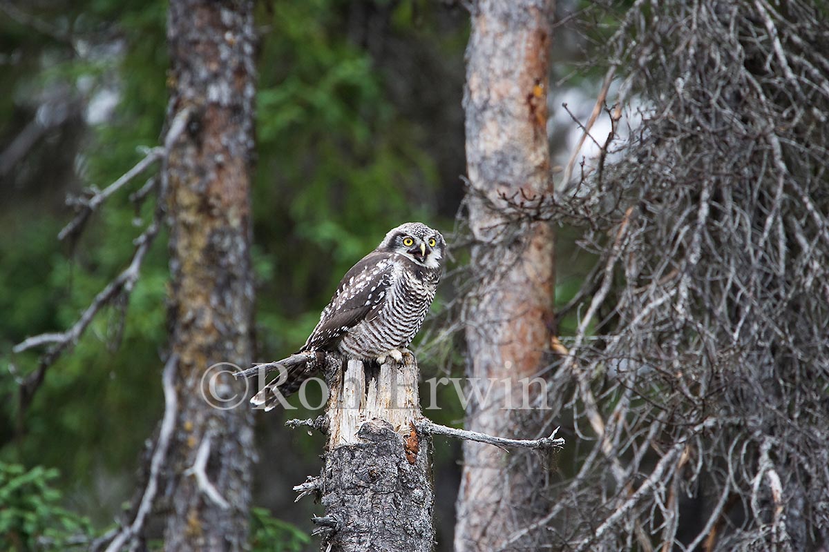 Northern Hawk Owl