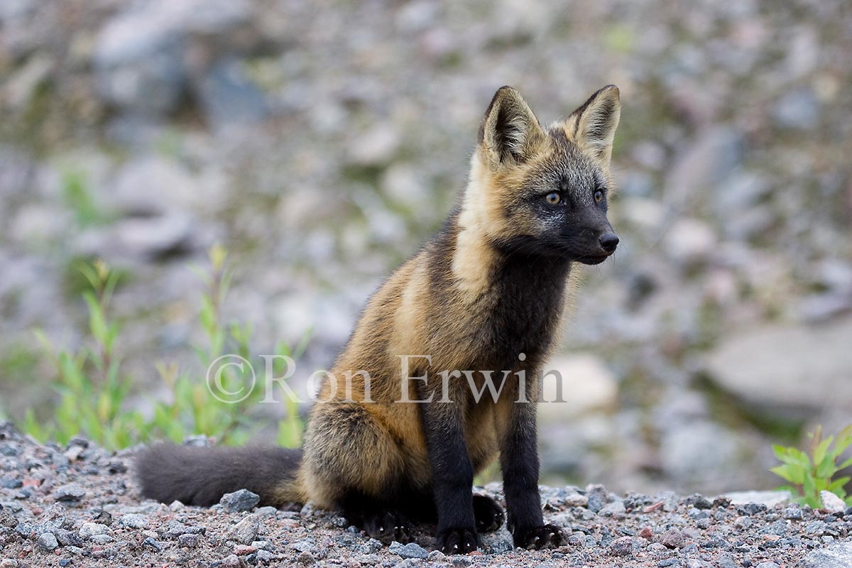Cross Phase Red Fox