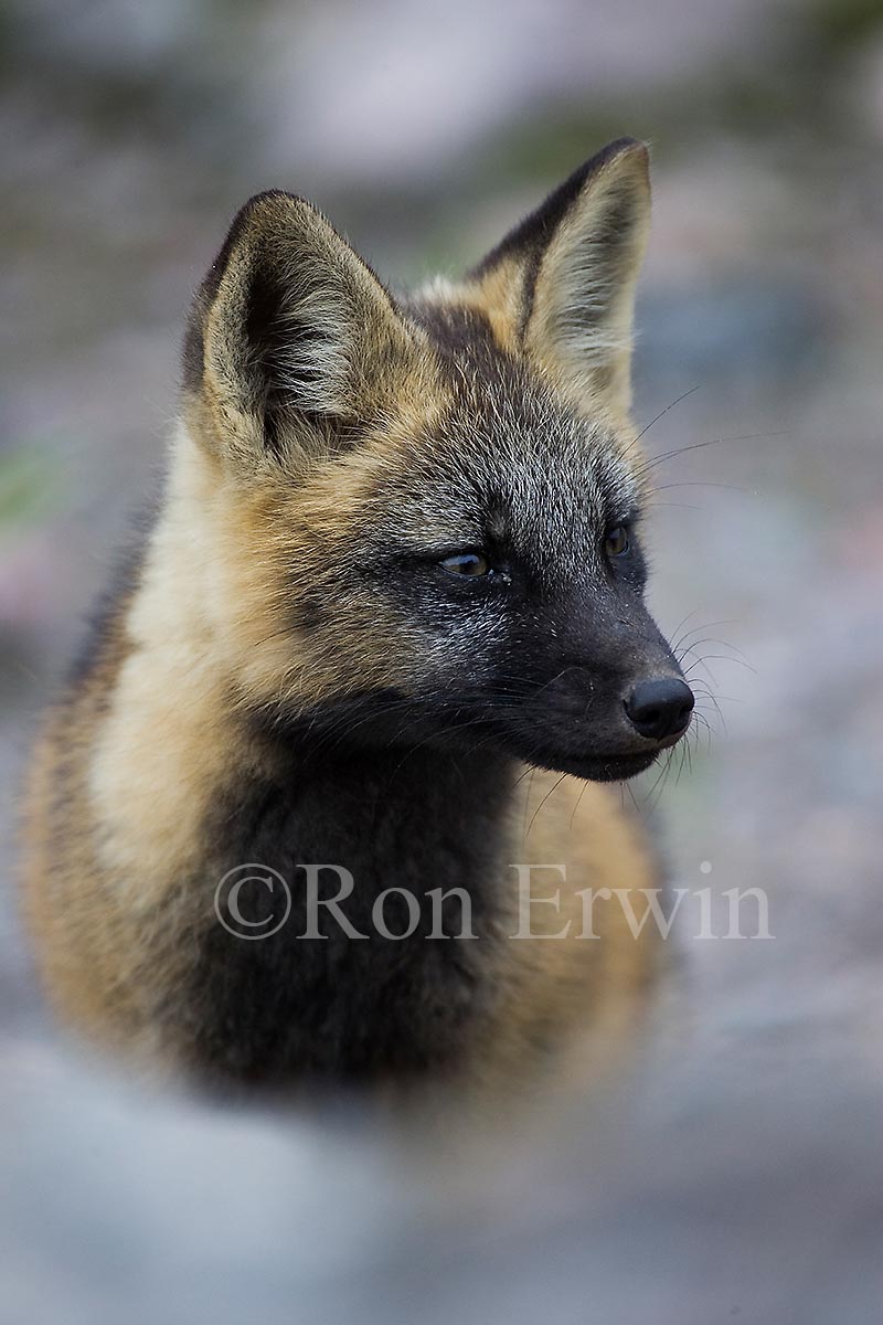Cross Phase Red Fox